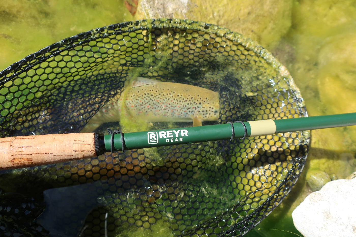 Dry fly trout on a Tenkara 